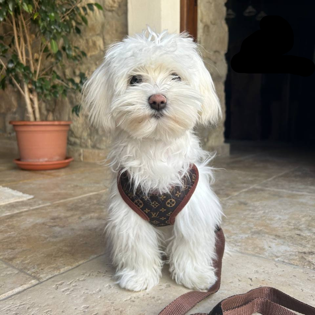 Harnais Chien Pratique Avec Laisse Assortie Pour Promenades Confortables 1